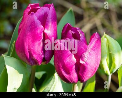 Klassische Vase geformt Mitte Frühling rosa violette Blüten der robusten Glühbirne, Tulip 'Blue Beauty' Stockfoto