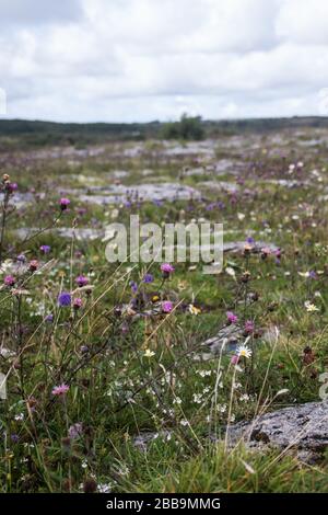 Butterfly auf Lila, Schmetterling. Howth, Irland. Stockfoto