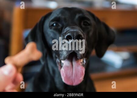 Konzentrieren Sie sich auf die Nase eines schwarzen Labrador Retriever Mixes, der mit einer Behandlung verlockt wird. Stockfoto