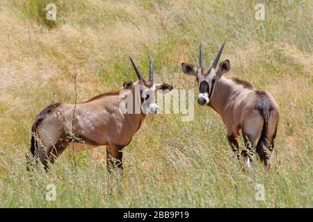 Gemsboks (Oryx gazella), zwei junge Oryxes, die im hohen Gras stehen, Kgalagadi Transfrontier Park, Northern Cape, Südafrika, Afrika Stockfoto