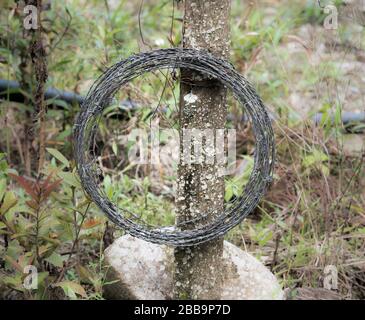 Stacheldraht auf einem alten Holzpfosten aufgerollt. Stockfoto