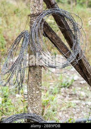 Stacheldraht auf einem alten Holzpfosten aufgerollt. Stockfoto