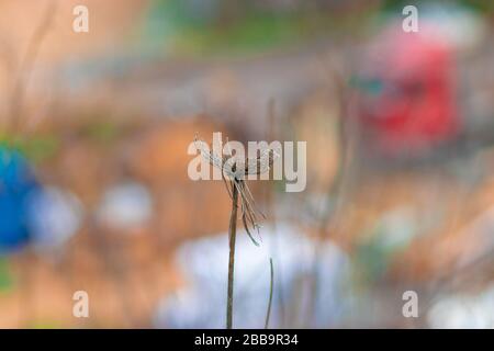 Daucus Carota maximus blüht trockenen, verschwommenen Hintergrund. Stockfoto