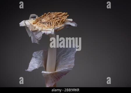 Knoblauchkopf ohne Nelken oder Zähne, blumenartige Innenschale und Stammreste des frischen Gewürzes Stockfoto