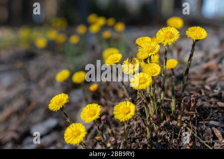 Coltsfoot Blumen (Tussilago farfarfarfarfara) am Rande eines Waldweges Stockfoto