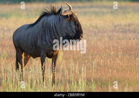 Blauer Wildebeest (Connochaetes taurinus), erwachsenes Männchen, im hohen Gras, am frühen Morgen, Kgalagadi Transfrontier Park, Nordkaper, Südafrika Stockfoto