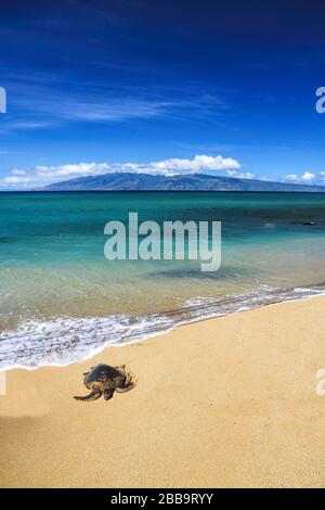 Eine einsame grüne Schildkröte, die in der Sonne auf dem sandigen Strand liegt. Stockfoto
