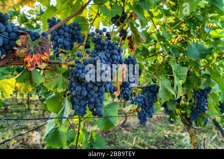 Pinot noir Weintrauben in einem Weinberg bei Wiesloch, Deutschland Stockfoto