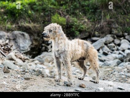 Ein schroffiger streunender Hund in Ecuador. Stockfoto