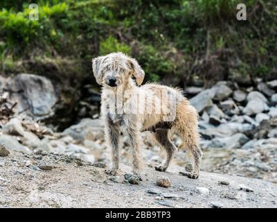 Ein schroffiger streunender Hund in Ecuador. Stockfoto