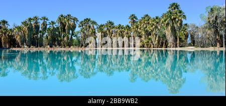 Ein Panoramablick auf umrandete Fan-Palmen, die in einem türkisfarbenen Teich von einer Quelle im Agua Caliente Park in Tucson, AZ reflektiert werden Stockfoto