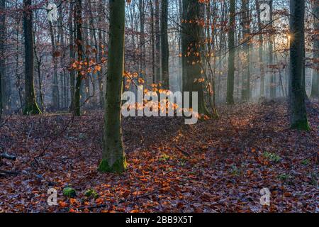 Die tiefe Sonne sendet einen Lichtstrahl in den Wald und beleuchtet einen belaubten Ast Stockfoto