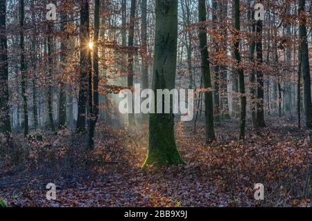 Die tiefe Sonne sendet einen Lichtstrahl in den Wald Stockfoto