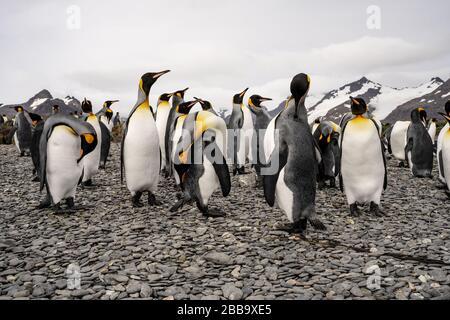 Gruppe von Pinguinen in der antarktis Stockfoto