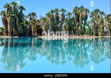 Ein idyllischer Blick auf umgehauene Fan-Palmen, die in einem türkisfarbenen Teich von einer Quelle im Agua Caliente Park in Tucson, AZ reflektiert werden Stockfoto