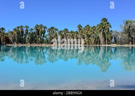 Ein horizontaler Blick auf umrandete Fan-Palmen, die in einem türkisfarbenen Teich von einer Quelle im Agua Caliente Park in Tucson, AZ reflektiert werden Stockfoto