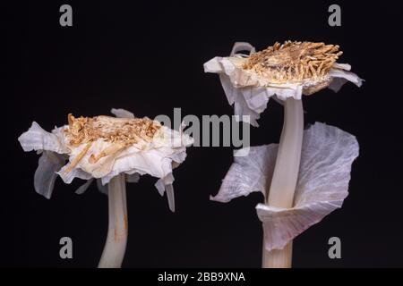 Knoblauchkopf ohne Nelken oder Zähne, blumenartige Innenschale und Stammreste des frischen Gewürzes Stockfoto