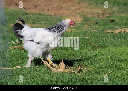 Weiße und schwarze gesprenkelte Henne, die ihren "Tuff" ausstreckt Stockfoto