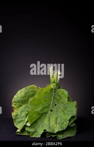 Essbare grüne Blätter der Collard-Pflanze. Das niedrige Studio-Bild essbarer frischer Lebensmittel kontrastiert vor einem dunkelgrauen Hintergrund. Stockfoto