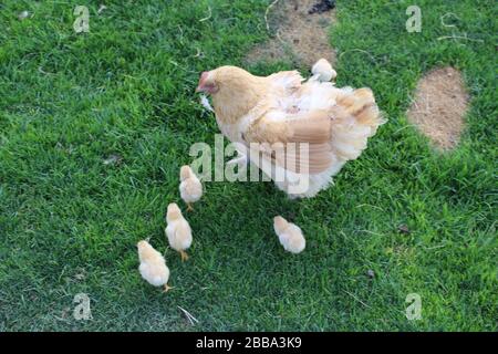 Mutter Hen auf einem Ausflug mit ihren Küken Stockfoto