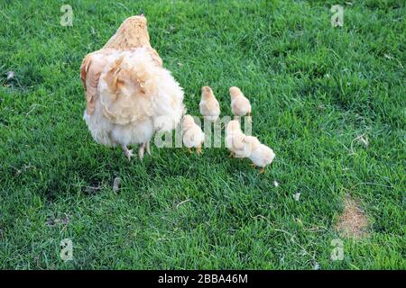 Mutter Hen auf einem Ausflug mit ihren Küken Stockfoto