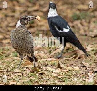 Junge/junge australische Magpie, Gymnorhina tibicen, mit meliert grauem Gefiederchen und Brotstück auf der Rechnung, neben adulten Weibchen Stockfoto