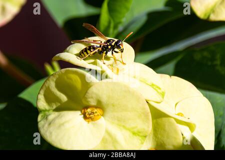 Papierwespe sammelt Nektar von einem gelben Euphorbia milii (Dornenkrone) Stockfoto