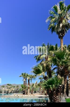Ein idyllischer Blick auf die rasierten Fan-Palmen und die Bäume, die in einem türkisfarbenen Teich von einer Quelle im Agua Caliente Park in Tucson, AZ reflektiert werden Stockfoto