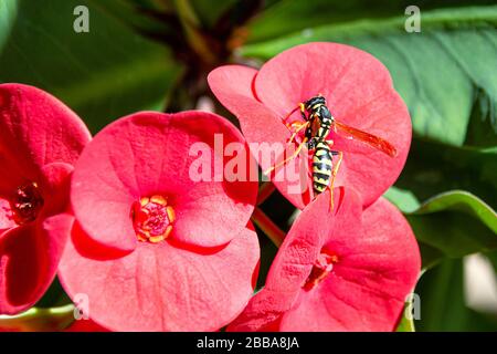 Papierwespe sammelt Nektar von einem roten Euphorbia milii (Dornenkrone) Stockfoto