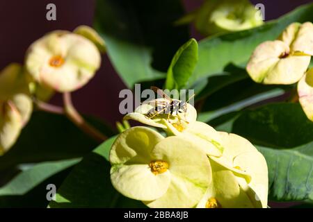 Papierwespe sammelt Nektar von einem gelben Euphorbia milii (Dornenkrone) Stockfoto