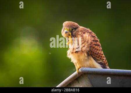 Closeup Portrait eines weiblichen Turmfalke (Falco tinnunculus) ruht und das Putzen in die dachrinne eines Hauses Stockfoto