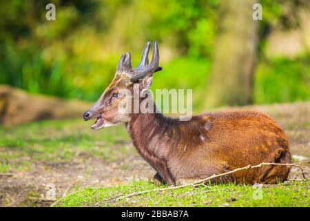 Visayan Spotted Deer (Rusa alfredi), auch bekannt als die Philippinische Rehe oder Hirsche gesichtet Prinz Alfred's Stockfoto