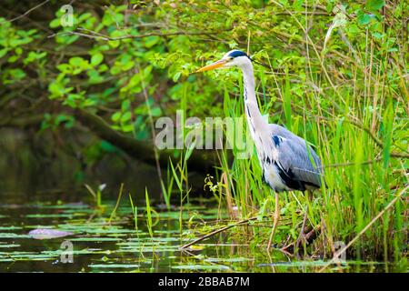 Great Blue Heron (Ardea herodias) auf der Suche nach Lebensmittel in Wasser Stockfoto