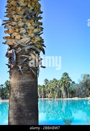 Nahaufnahme des Ventilatorpalmenstammes mit glatt gerissener Oberfläche, Fasern und verlorenen Frandenteichen vor einem reflektierenden Aquateich mit Distanzpalmen Stockfoto