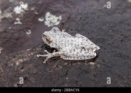 Kleiner grauer Frosch auf dunklem und nassem Gestein Stockfoto