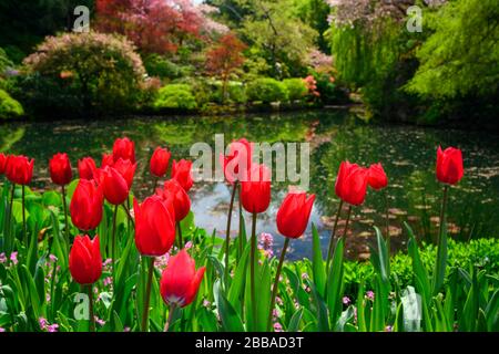 Tulpen (Tulipa × gesneriana), Butchart Gardens, Victoria, Vancouver Island, BC, Kanada Stockfoto