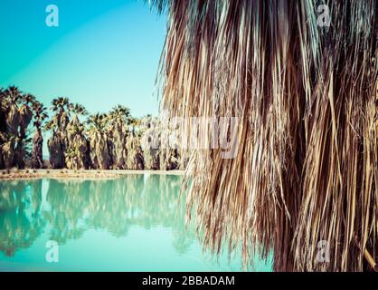 Nahaufnahme des Rock auf der Fanpalme mit Reflexionen im türkisfarbenen Teich von einer Quelle im Aqua Caliente Park in Tucson, AZ Stockfoto