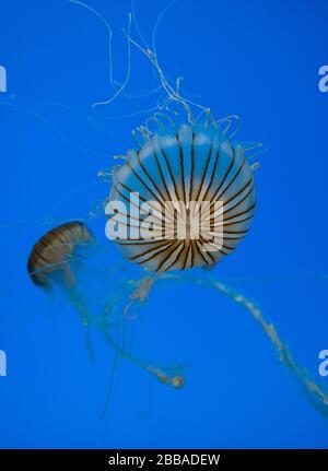 National Aquarium Jellyfish Stockfoto