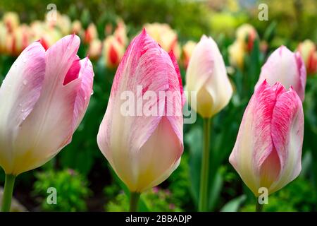 Tulpen (Tulipa × gesneriana), Butchart Gardens, Victoria, Vancouver Island, BC, Kanada Stockfoto