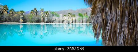 Ein Panoramablick auf die Palmenpalmen mit Scharfalten, die in einem türkisfarbenen Teich von einer Quelle im Aqua Caliente Park mit Palmenrock in der Nähe von Tucson, AZ reflektiert werden Stockfoto