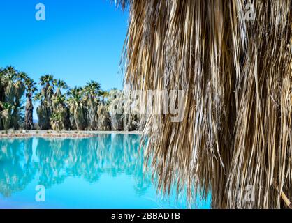 Nahaufnahme des Rock auf der Fanpalme mit Reflexionen im türkisfarbenen Teich von einer Quelle im Aqua Caliente Park in Tucson, AZ Stockfoto