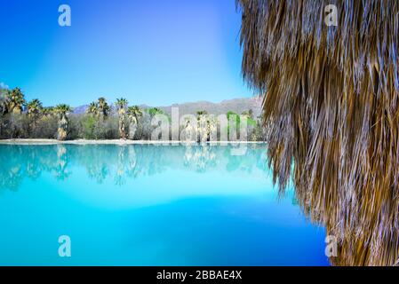 Nahaufnahme des Rock auf der Fanpalme mit Reflexionen im türkisfarbenen Teich von einer Quelle im Aqua Caliente Park mit Blick auf die Berge in Tucson, AZ Stockfoto