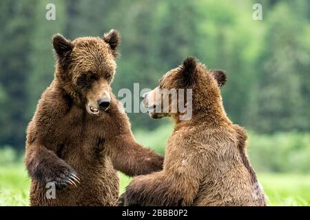 Grizzlybären (Ursus arctos Horribilis) Flug und spielen, Das Khutzeymateen Grizzly Bär Heiligtum, Northern BC, Kanada Stockfoto