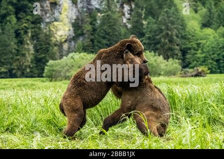 Grizzlybären (Ursus arctos Horribilis) Flug und spielen, Das Khutzeymateen Grizzly Bär Heiligtum, Northern BC, Kanada Stockfoto