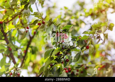 Süße oder wilde Kirschen, die vom Baumzweig hängen, selektiver Fokus. Stockfoto