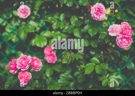 Detail des Blumenzauns mit blühenden rosa Kletterrosen. Gartendesign Konzept. Weiche, selektive Fokussierung, gezungtes, stimmungsvolles Bild. Kopierbereich Stockfoto