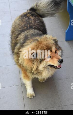 Schöner Hund mit cremefarbenen und dunkelbraunen Mustern Stockfoto