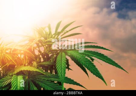 Niedriger Winkel der medizinischen Cannabispflanze gegen den Himmel bei Sonnenuntergang, gezont Stockfoto