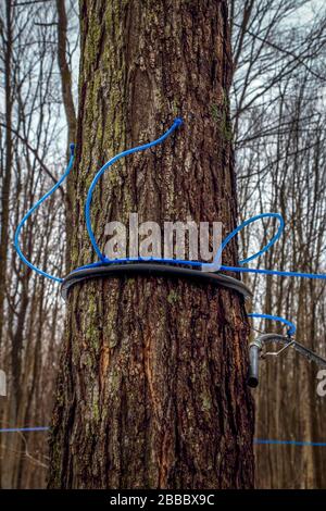 Sammeln von Ahorn sap im Frühjahr. Kunststoffschlauch, der an Ahorn-Bäumen befestigt ist, um sap zu sammeln. Kanada. Quebec. Selektiver Fokus. Vertikale Ausrichtung. Stockfoto