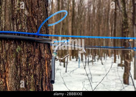 Sammeln von Ahorn sap im Frühjahr. Moderner Kunststoffhahn, der an einem Ahorn-Baum befestigt ist, um sap zu sammeln. Kanada. Quebec. Selektiver Fokus. Horizontale Ausrichtung. Stockfoto